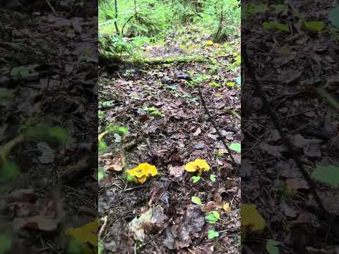 "Ведьмин круг" из лисички...