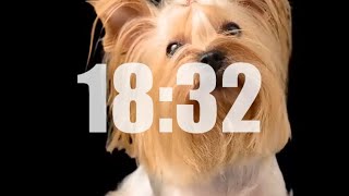 Dogs 20 Minute Timer No Music and 🐶🐶🐶 Alarm
