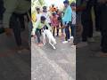 kolhapur dog race || dog res || Dog racing kolhapur || #shorts