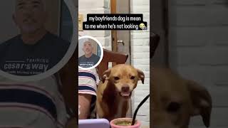 She Thought the Dog Was “Mean”… Here’s What Was Really Happening | Cesar Reacts