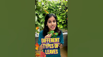 ഇലകൾക്കും ഉണ്ട് ഒത്തിരി പറയാൻ🍀🌿