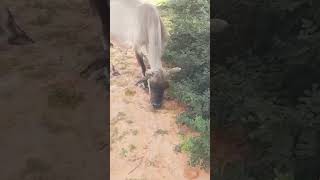 caws #animals #cow #homesheephome