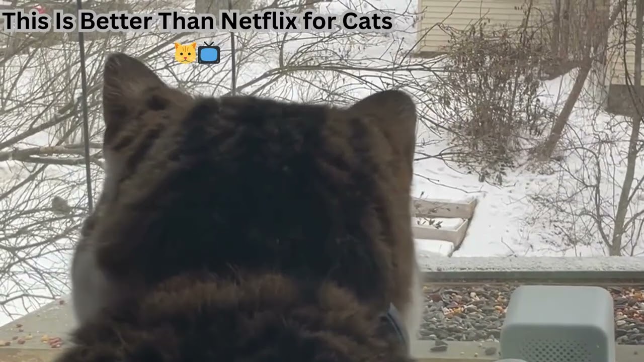 This Is Better Than Netflix for Cats 🐱📺