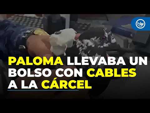 Así presos intentaron meter cargadores a la cárcel de Girón usando una paloma