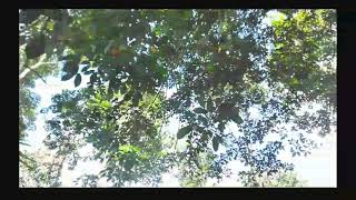 FTV manusia Kucing