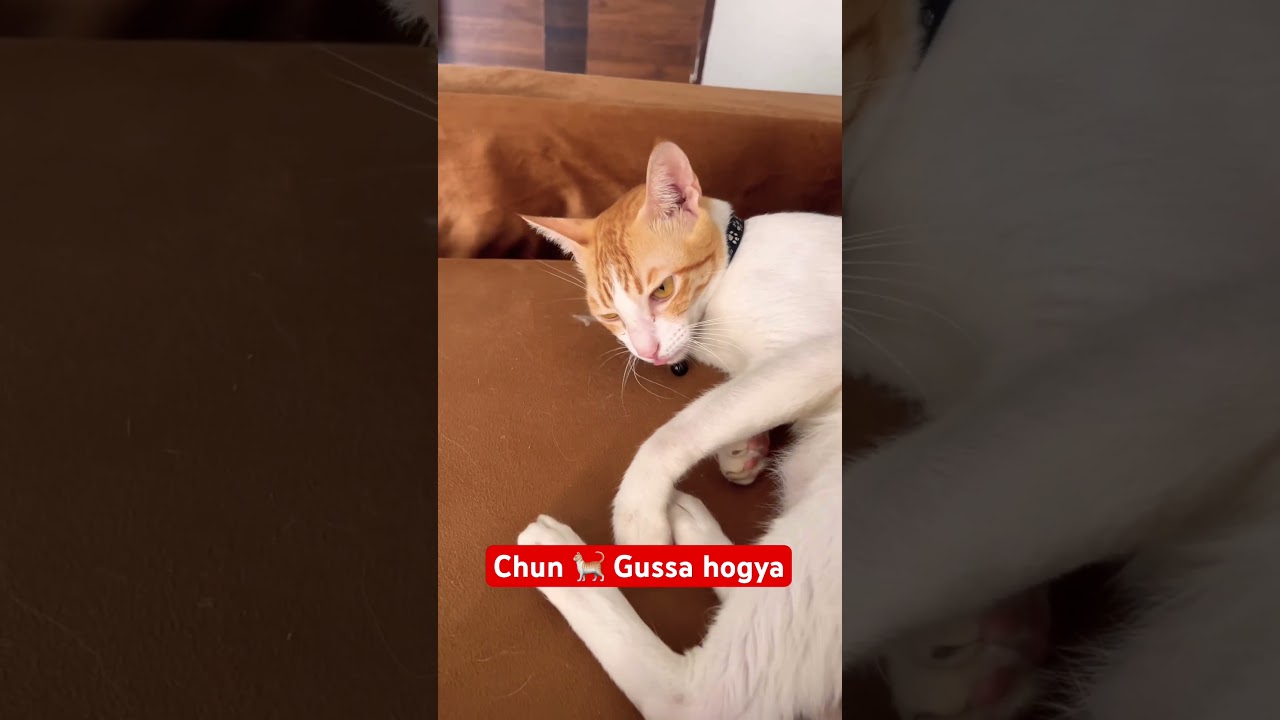 Chun ko Gussa Aagya 😂