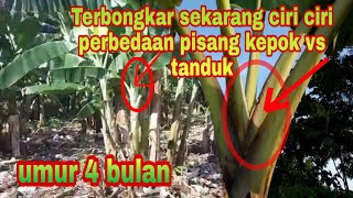 Budidaya pisang | cara membedakan jenis pohon pisang kepok dengan pisang tanduk umur empat bulan