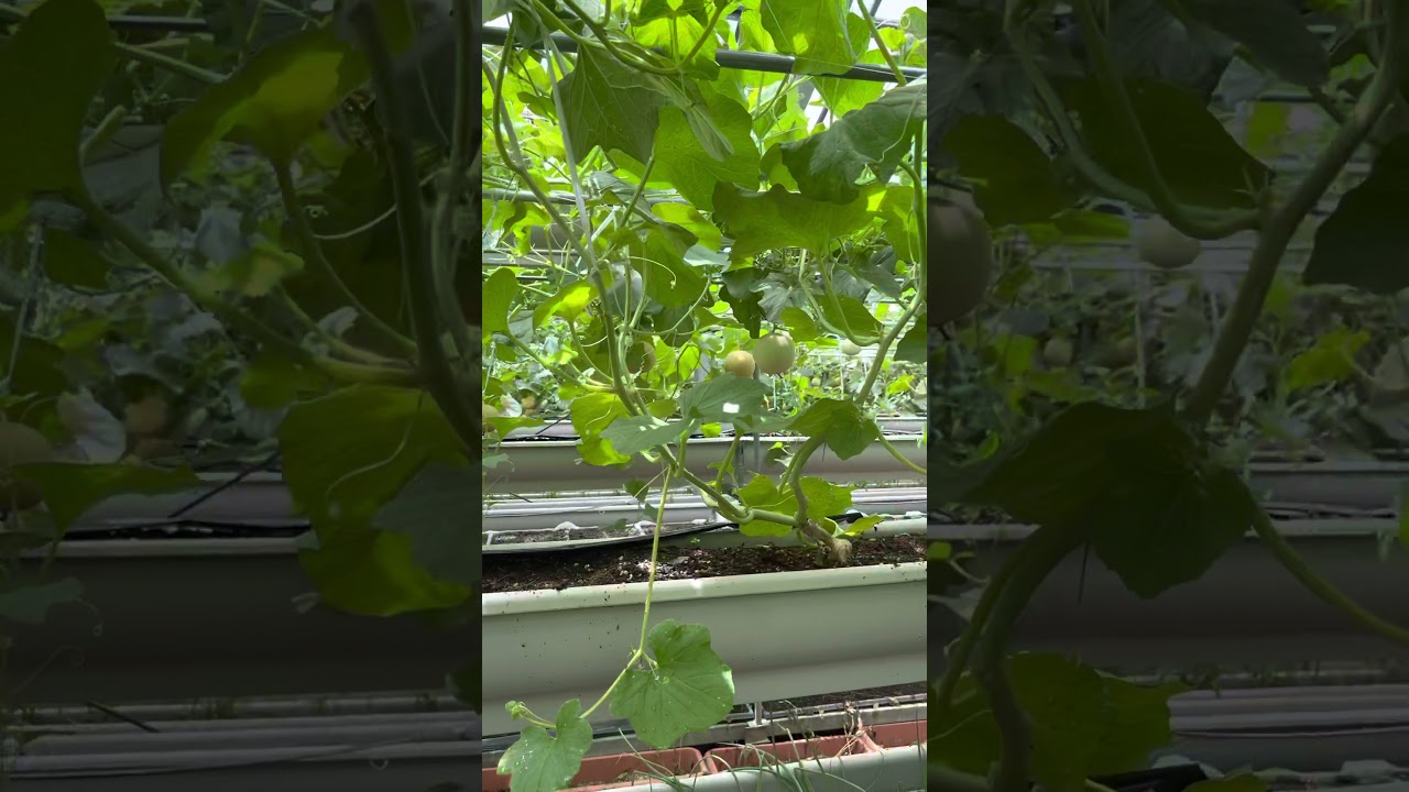 伊良湖半島にある渥美観光丸武園のメロン Youtube