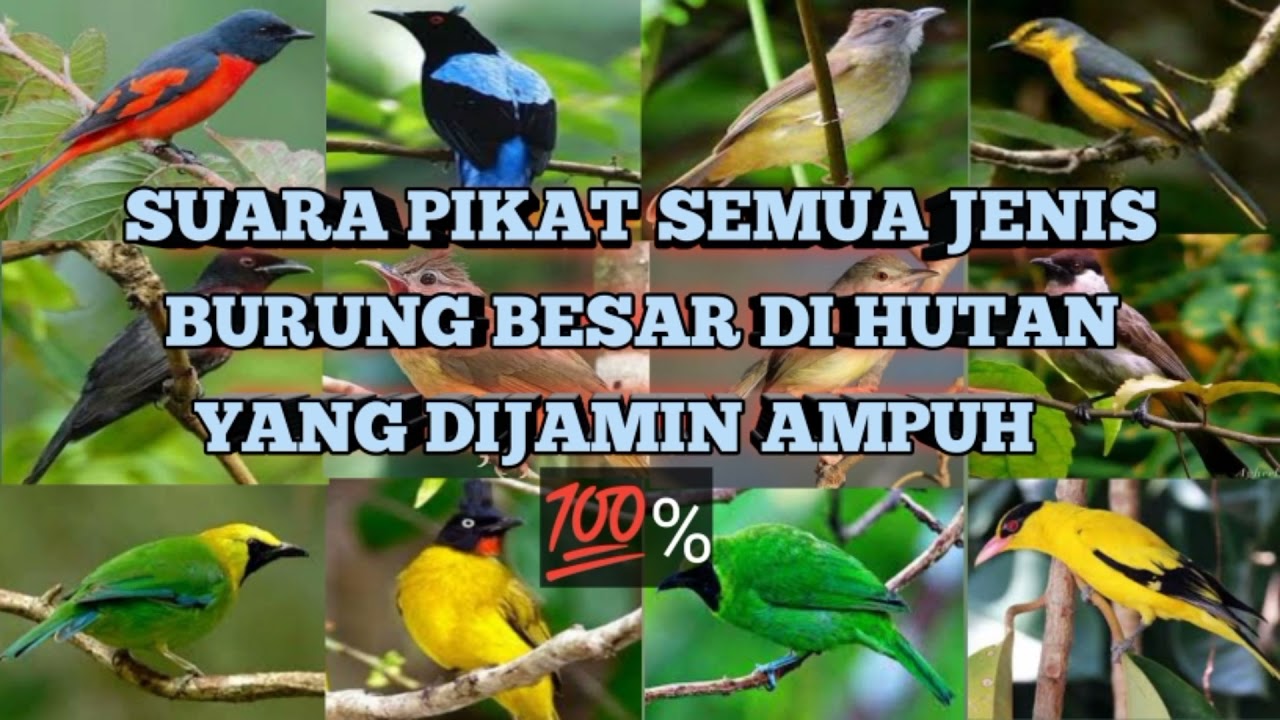 suara burung srigunting ribut yang terbukti ampuh buat pikat di hutan