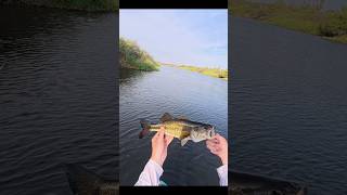Another one on the magdraft! #fishing #bassfishing #angler #fish #arizona #riverfishing #outdoors