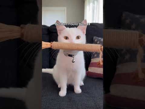 Protect your cats.🥺🐾#cat #animals #usa #usashorts