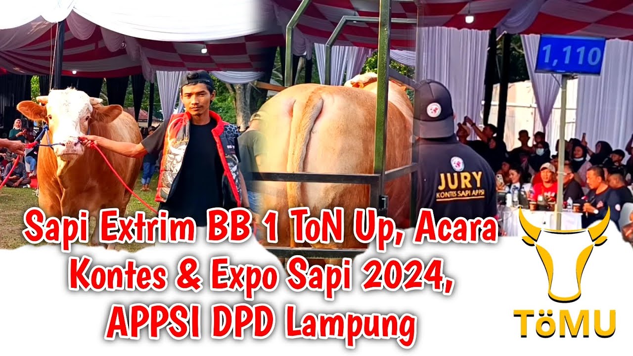 Sapi Events Sapi Extrim BB 1 ToN Up‼️Acara Kontes & Expo Sapi 2024, APPSI DPD ...