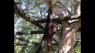 The best jump you will see today🐵😄 by ZWF MIAMI 535 views 1 year ago 22 seconds