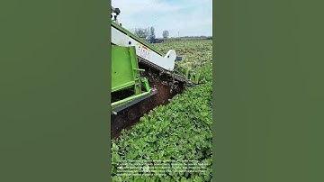 Peanut Harvesting Machine in Action: Modern Farming Technology