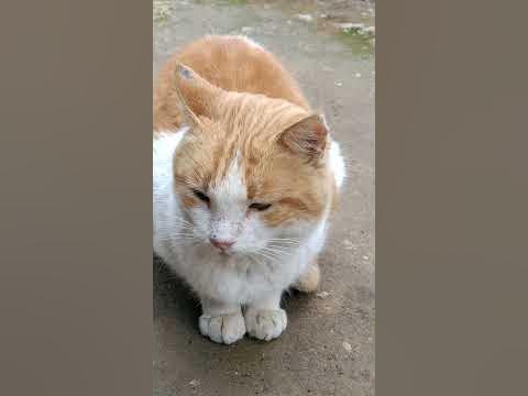 angry cat 😺🐈 - YouTube
