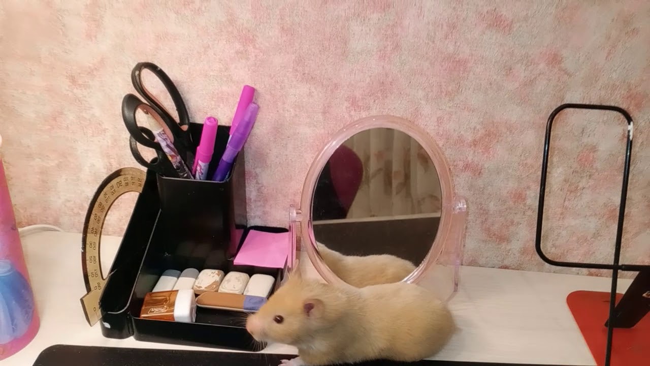 Факты о хомяке - YouTube