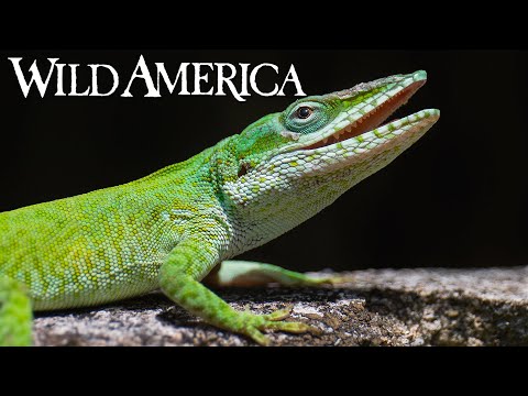 Wildlife Wonders: NYT Captures The Magic Of The Southern Swamp