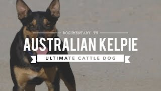 ALL ABOUT WORKING AUSTRALIAN KELPIES