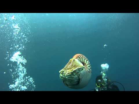 Nautilus