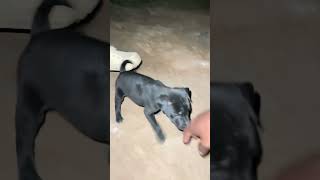 Poor puppy lovedogs cutedog