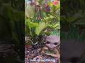 Beautiful Fish Aquarium 🐠🐟🐠 ##shorts
