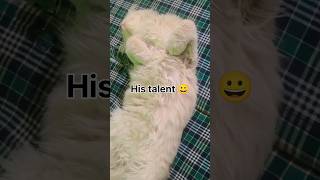 His Talented.. ✨💯 #cats #trendingshorts #passion #funny #onclick