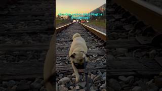 Walking Smoosh in West Virginia #dog #pug