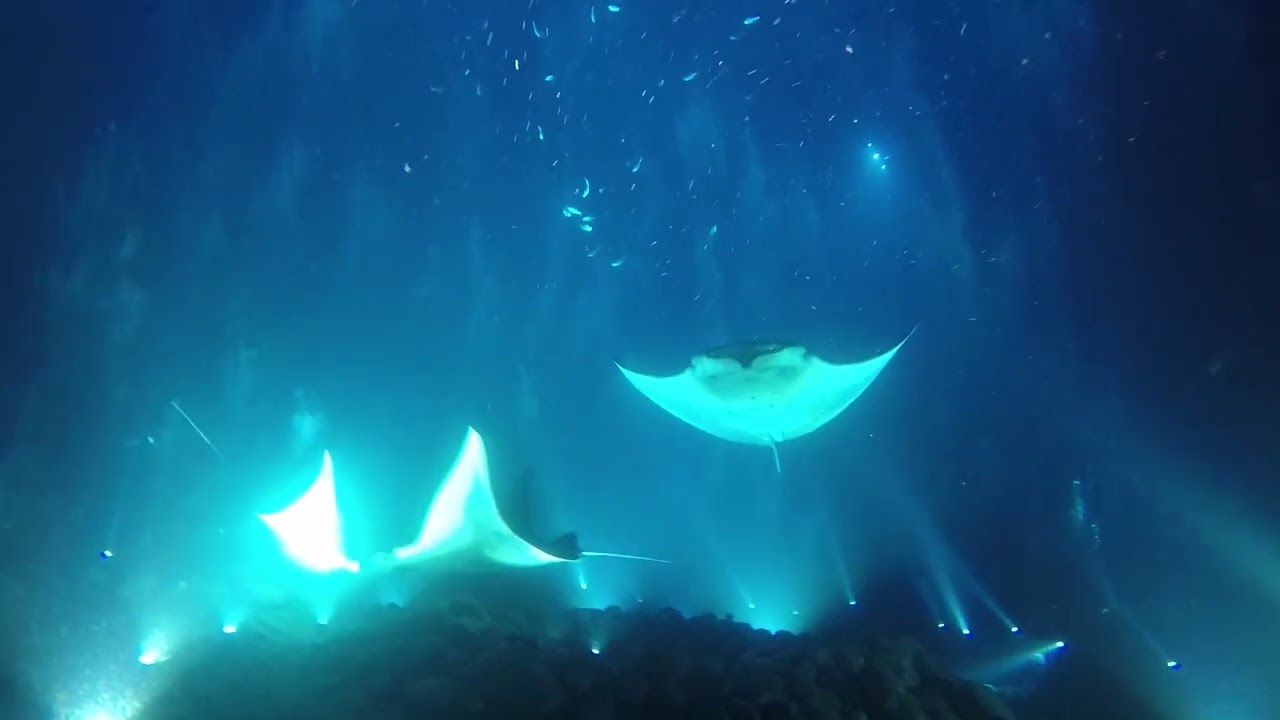 Hawaii Night Manta Ray Dive 2 YouTube