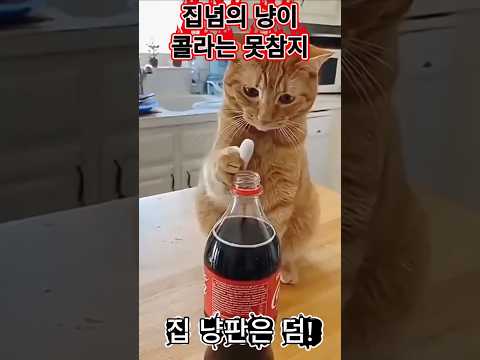 콜라냥판 #콜라 #냥이 #냥판 #멘토스