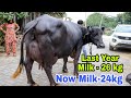 FOR SALE- 25 किलोग्राम दूध तोल कर ख़रीदिए 3,50,000 रूपये में मूर्राह भेंस.JaySinghPura(Rewari)Har