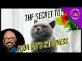 Basecamp THE Secret to Your Cat’s Happiness