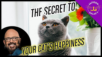 Basecamp THE Secret to Your Cat’s Happiness