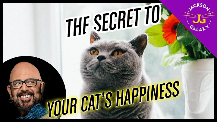 Basecamp THE Secret to Your Cat’s Happiness