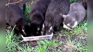 Invisible Combatants Nourishing Runaway Kittens in the Distant Corners of Ukraine