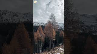 Relax gently with nature and soothing music # Shorts