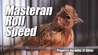 Download Lagu Masteran Anis Kembang materi Roll Speed Kualitas HD suara jernih MP3