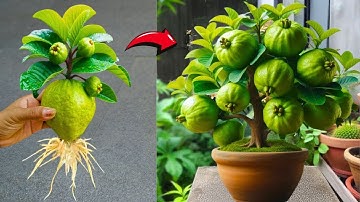 LIVE🔴🌿Homegrown Guava: A DIY Guide to Planting and Caring for Guava Trees (Live Q&A)