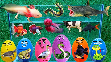 Động Vật Dễ Thương, Cá Mập, Cá Sấu, Tôm Càng, Rùa, Cá Chép, Cua, Rắn, Cá Vàng, Cá Heo, Sinh Vật Biển