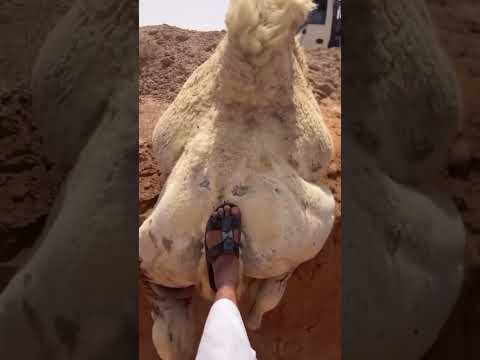 جمل عالق هذي والله البلشه ناقه اكسبلور التغطيه الابل السعودية ترند   