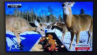 Deer Pantry makes MSNBC! by Brownville's Food Pantry For Deer 26,314 views 4 months ago 32 seconds