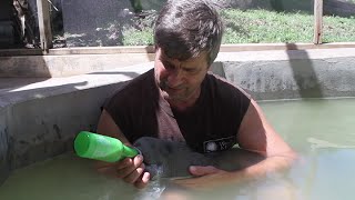 Save the Manatee Club's International Activities