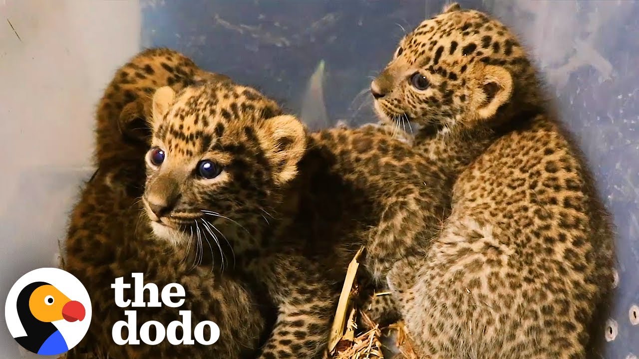 Dream Rescue: Adorable Leopard Cubs Reunite With Their Mama In The Wild ...