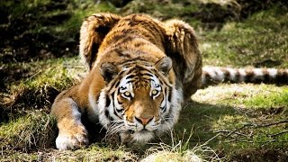 Tigre Lart De Lembuscade - Zapping Sauvage