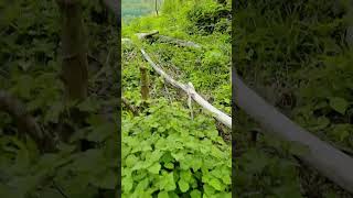 Kebun Nilam D Puncak Gunung Tuleh