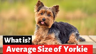 How Big Do Yorkies Get? | Comparison with Other Small Dog Breeds |