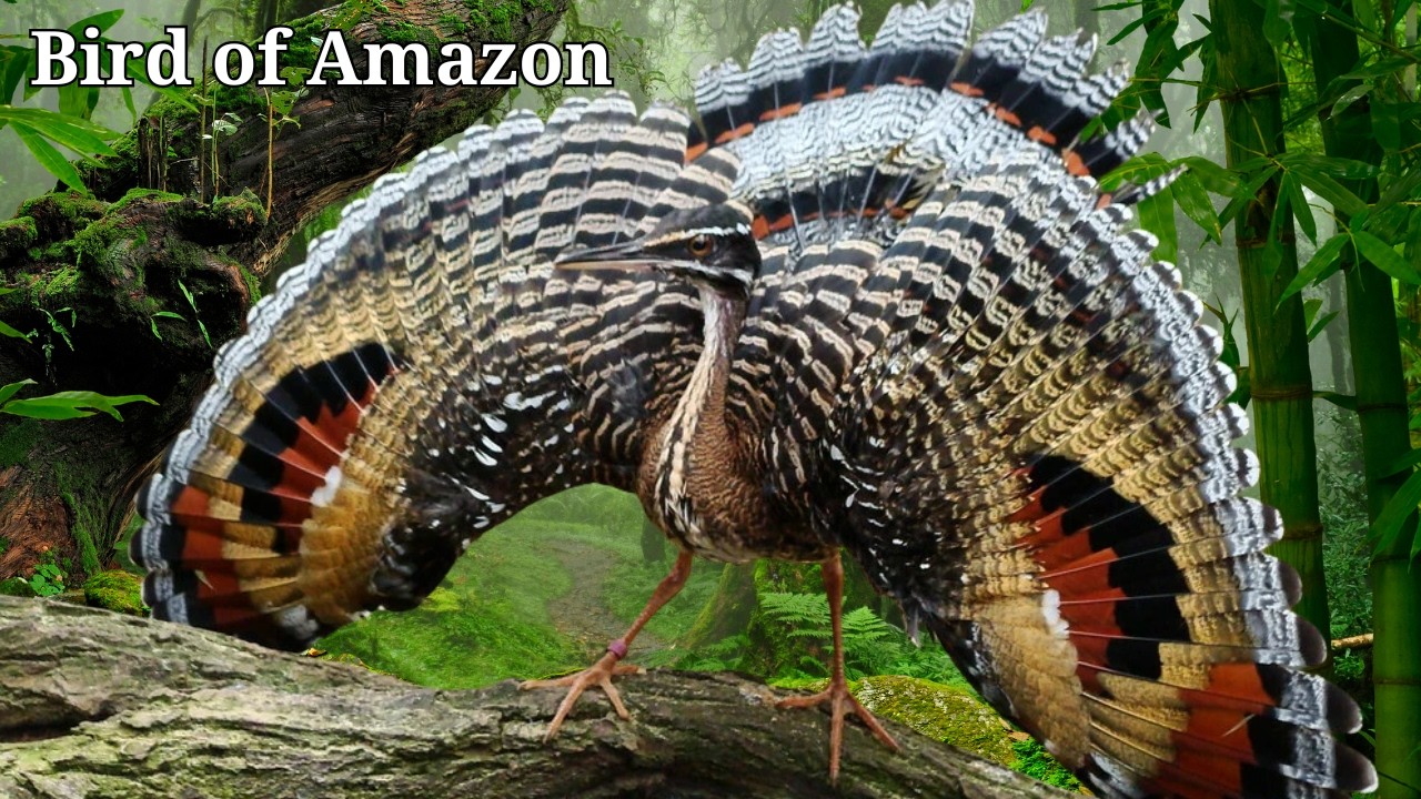 ラブレス アマゾン アニマル 動物 サファリ 希少 レア セレブ 高級 BIRD Birds of the Amazon – 15 Rare Species You Won't Find Anywhere Else