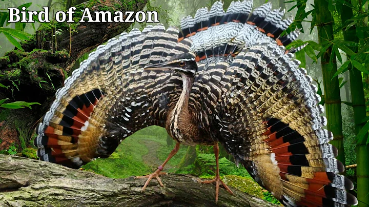 Birds of the Amazon – 15 Rare Species You Won’t Find Anywhere Else