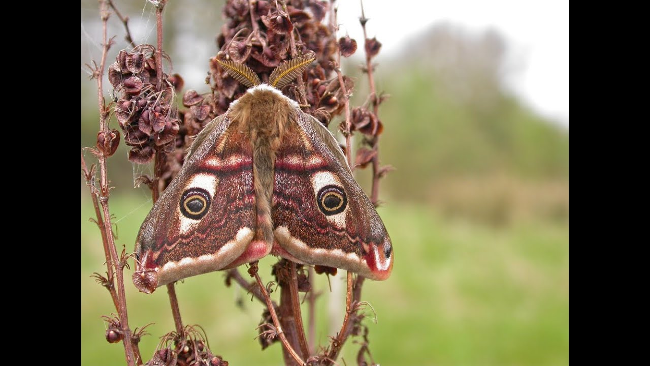 The Hoveringham Emperor