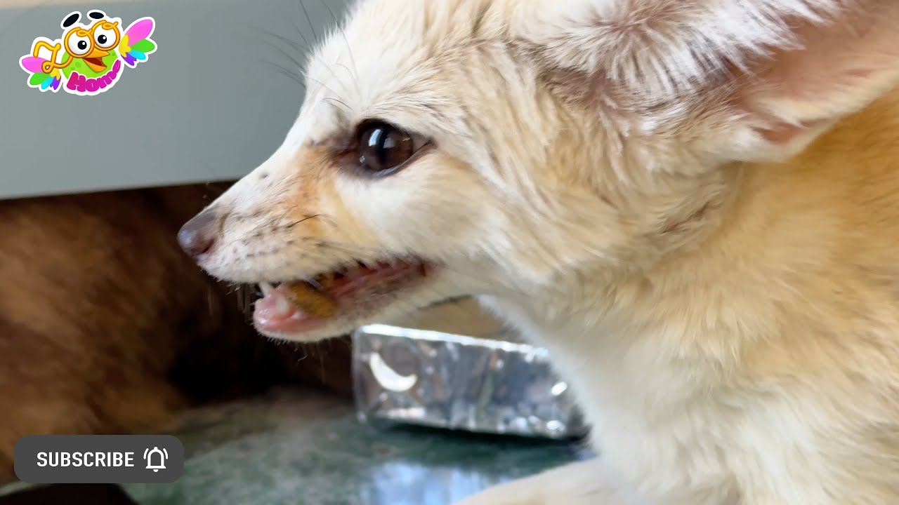 The fox doesn't want to eat in the kitchen but comes to me with food. Лиса приносит мне покушать