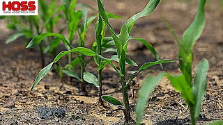 THE FASTEST GROWING SWEET CORN WE